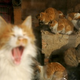 Image for article titled Cats Evicted From Bush Library Grounds • Miss America In Favor Of A Lesbian Winning Pageant